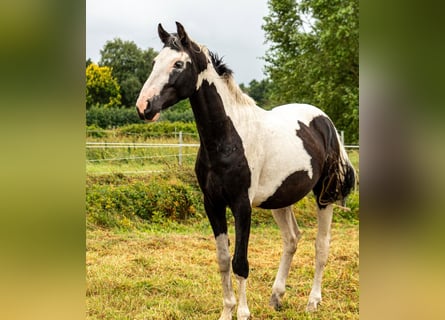 Pintos, Hengst, 3 Jaar, 150 cm, Gevlekt-paard