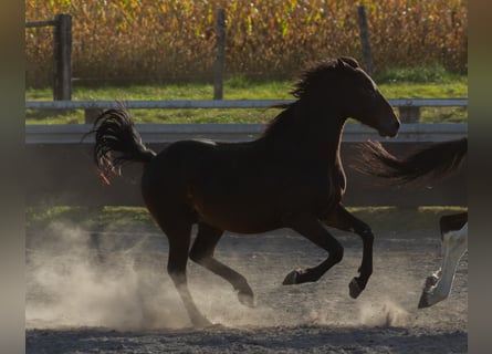 Pintos, Hengst, 3 Jaar, Zwart
