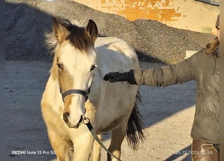 Pintos Mix, Hengst, Fohlen (01/2025), 152 cm, Tobiano-alle-Farben
