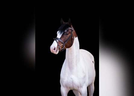 Pintos, Hengst, 5 Jaar, 158 cm, Gevlekt-paard