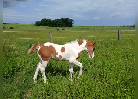Pintos Mix, Hengst, , 160 cm, Gevlekt-paard