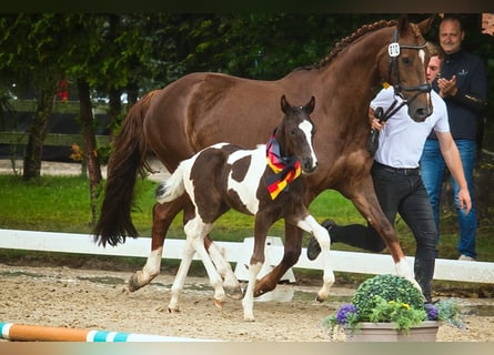 Pintos, Hengst, Veulen (06/2025), Gevlekt-paard
