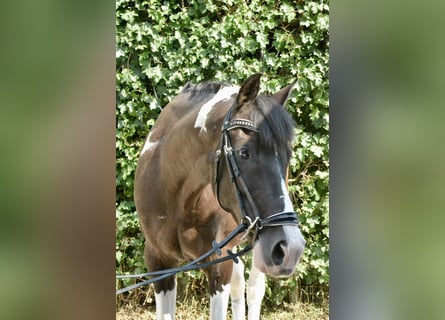 Pintos, Hongre, 12 Ans, 155 cm, Pinto