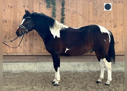 Pintos Croisé, Hongre, 3 Ans, 146 cm, Pinto