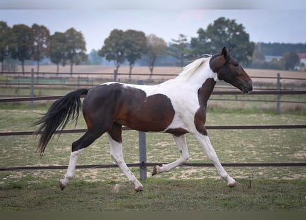 Pintos Croisé, Hongre, 5 Ans, 150 cm, Pinto