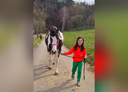 Pintos, Jument, 15 Ans, 165 cm