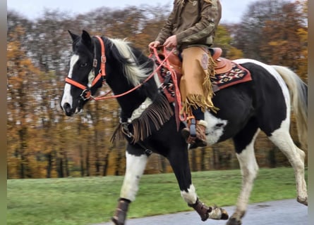 Pintos, Jument, 4 Ans, 154 cm, Pinto