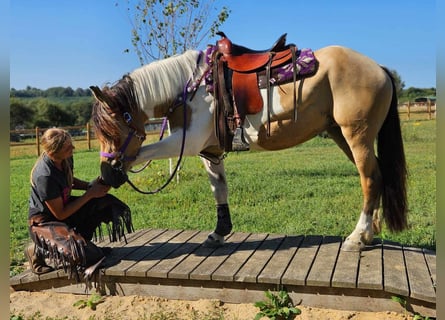 Pintos, Jument, 5 Ans, 154 cm, Pinto