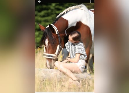 Pintos, Jument, 5 Ans, 155 cm, Pinto
