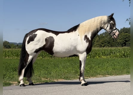 Pintos Croisé, Jument, 5 Ans, Pinto