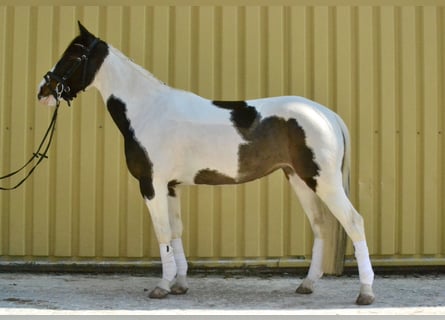 Pintos, Jument, 6 Ans, 150 cm, Pinto