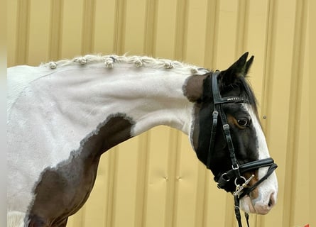 Pintos, Jument, 6 Ans, 150 cm, Pinto