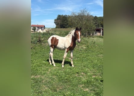 Pintos Croisé, Jument, Poulain (05/2026), 160 cm, Pinto