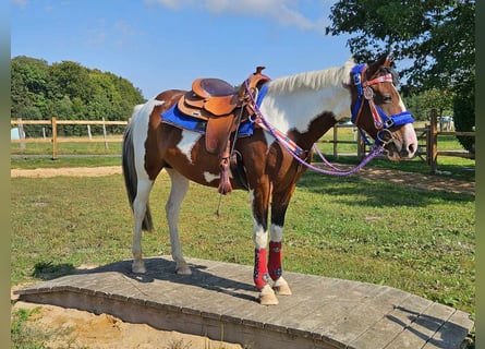 Pintos, Stute, 11 Jahre, 14,2 hh, Schecke