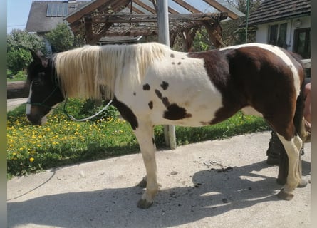 Pintos, Mare, 11 years, 16.2 hh, Pinto