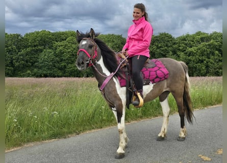 Pintos, Mare, 13 years, 13,1 hh, Pinto