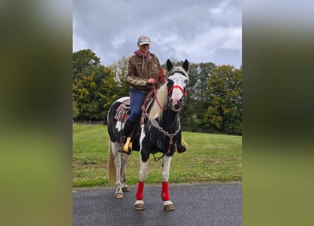 Pintos, Stute, 16 Jahre, 14,2 hh, Schecke