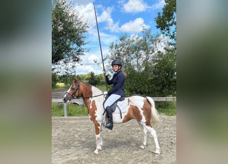 Pintos, Mare, 20 years, 12.2 hh, Pinto