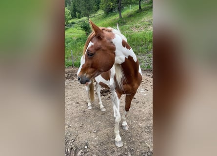 Pintos Mix, Stute, 20 Jahre, 14,2 hh, Schecke