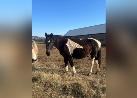 Pintos Mix, Mare, 20 years, 15.2 hh, Pinto