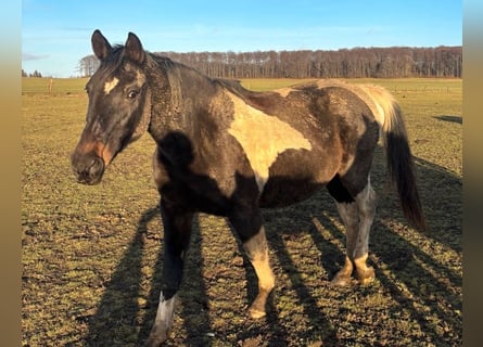 Pintos Mix, Mare, 20 years, 15,2 hh, Pinto