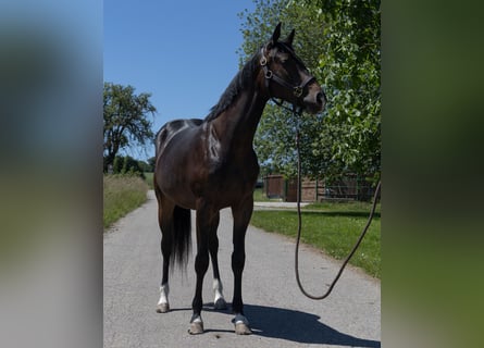Pintos, Mare, 2 years, 14,1 hh, Black
