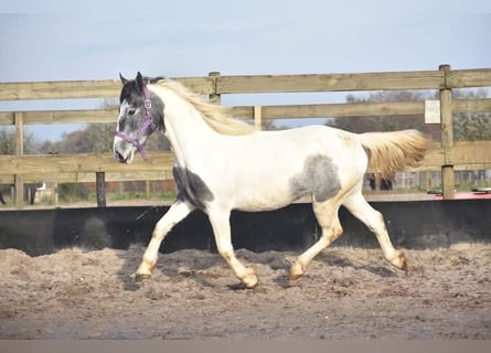 Pintos, Mare, 3 years, 14.1 hh, Pinto