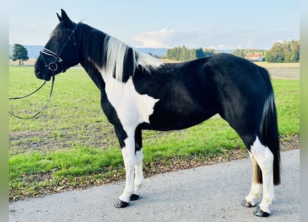Pintos Mix, Mare, 3 years, 15 hh, Pinto