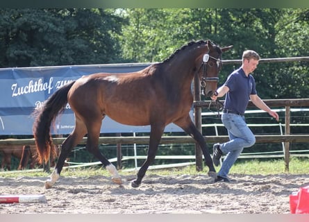 Pintos, Mare, 3 years, 16 hh, Bay-Dark