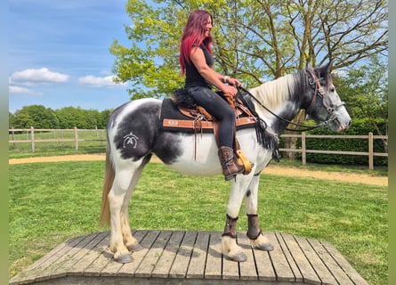 Pintos, Mare, 4 years, 15 hh
