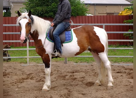 Pintos Mix, Mare, 4 years, 15 hh, Pinto