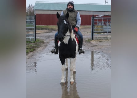 Pintos Mix, Mare, 6 years, 14,3 hh, Pinto