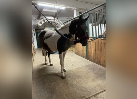 Pintos Mix, Mare, 6 years, 15,3 hh, Pinto