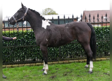 Pintos, Mare, 6 years, 16 hh