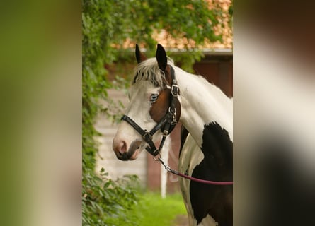 Pintos, Mare, 6 years, Pinto