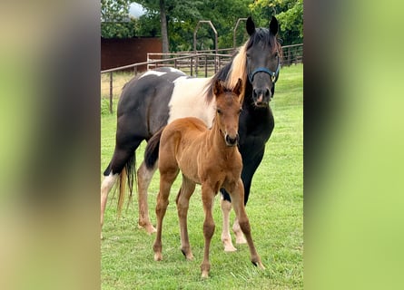 Pintos, Mare, 7 years, 14,3 hh, Pinto