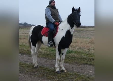 Pintos Mix, Mare, 7 years, 14,3 hh, Pinto