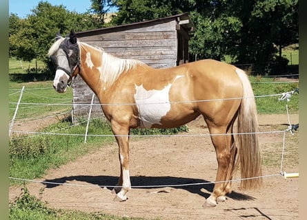 Pintos, Mare, 7 years, 15.2 hh, Palomino