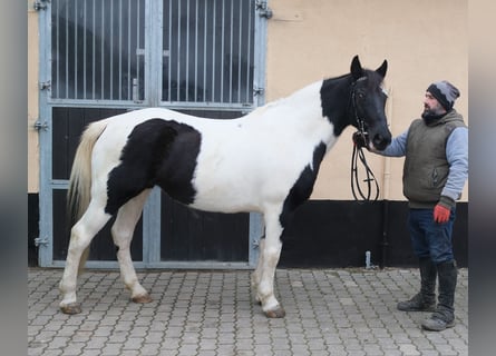 Pintos Mix, Mare, 7 years, Pinto