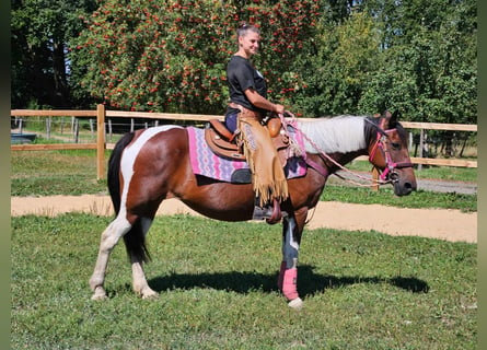 Pintos, Merrie, 10 Jaar, 150 cm, Gevlekt-paard