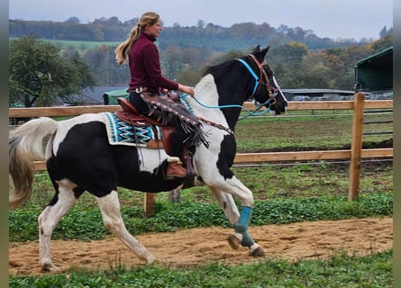 Pintos, Merrie, 11 Jaar, 160 cm, Gevlekt-paard