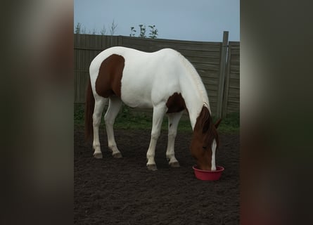 Pintos Mix, Merrie, 16 Jaar, 150 cm, Gevlekt-paard