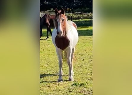 Pintos Mix, Merrie, 16 Jaar, 155 cm, Gevlekt-paard