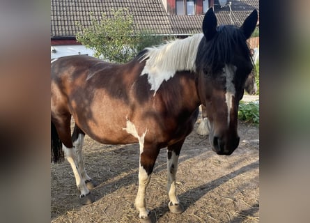 Pintos, Merrie, 18 Jaar, 150 cm, Gevlekt-paard