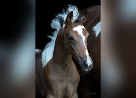 Pintos, Merrie, 1 Jaar, 155 cm, Gevlekt-paard