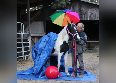 Pintos Mix, Merrie, 2 Jaar, 150 cm, Gevlekt-paard