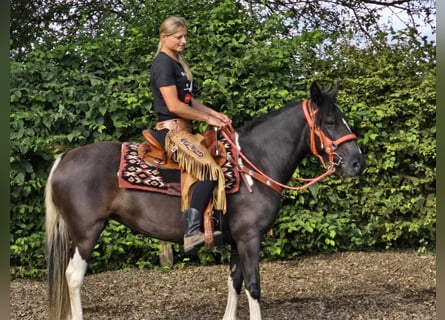 Pintos, Merrie, 3 Jaar, 148 cm, Gevlekt-paard