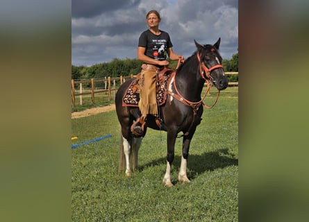 Pintos, Merrie, 3 Jaar, 148 cm, Gevlekt-paard