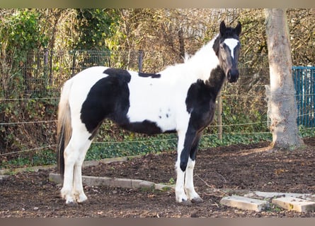 Pintos Mix, Merrie, 4 Jaar, 152 cm, Gevlekt-paard