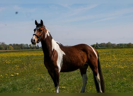 Pintos, Merrie, 4 Jaar, 152 cm, Gevlekt-paard